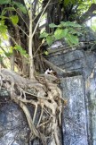 2210 Kitten Outside Carpenters Guild Loo Pun Hong.JPG (110 KB)